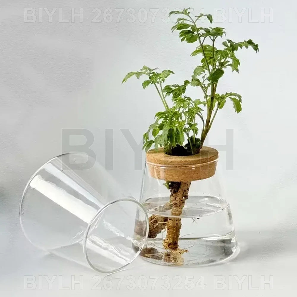 Hydroponic Glass Vase with Base Tray